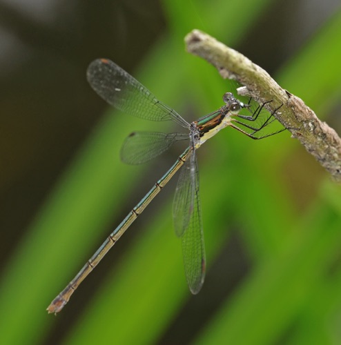 Female
2010_08_17_NC